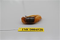 藏品(乳白南方招潮蟹)的圖片